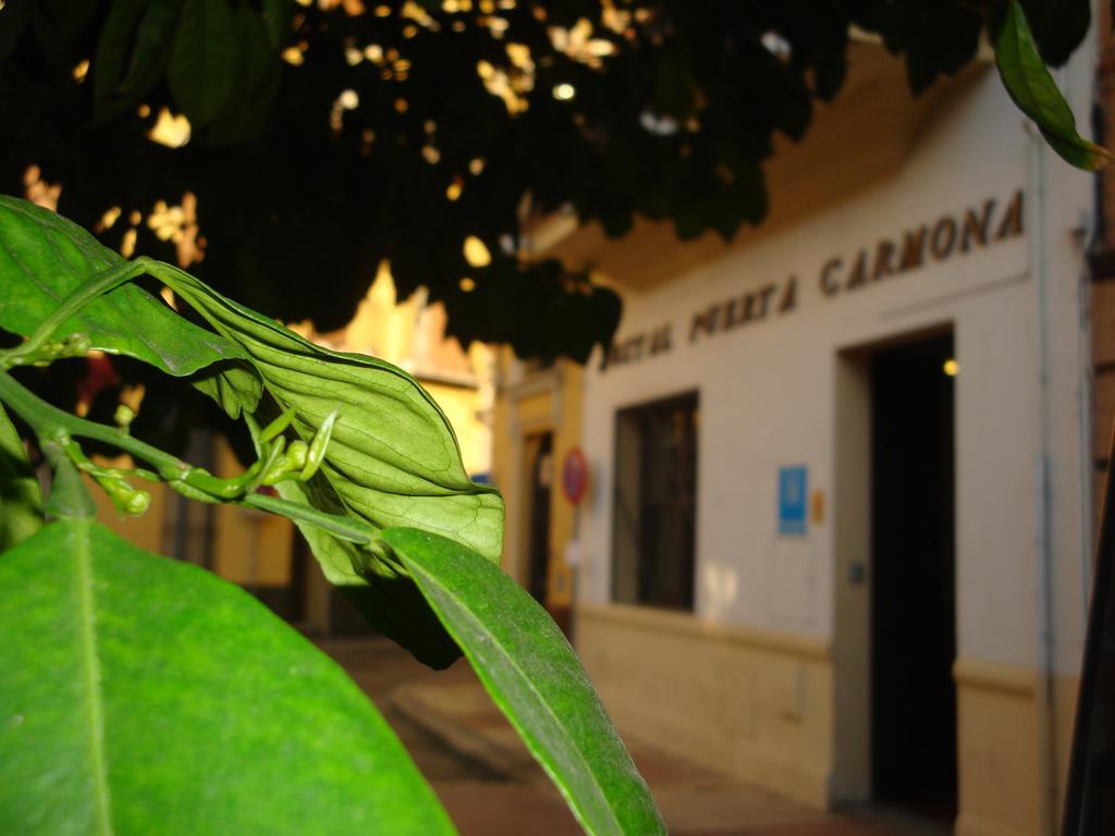 Puerta Carmona Sevilha